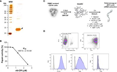 Cystatin from the helminth Ascaris lumbricoides upregulates mevalonate and cholesterol biosynthesis pathways and immunomodulatory genes in human monocyte-derived dendritic cells